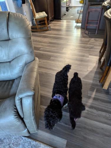 PXL_20240717_212007431.MP