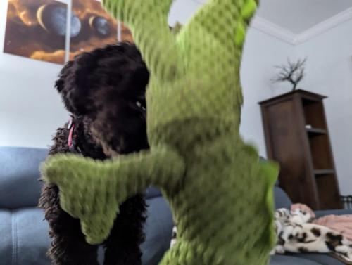 PXL_20240916_222959785.MP