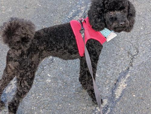 PXL_20250225_202613257.MP