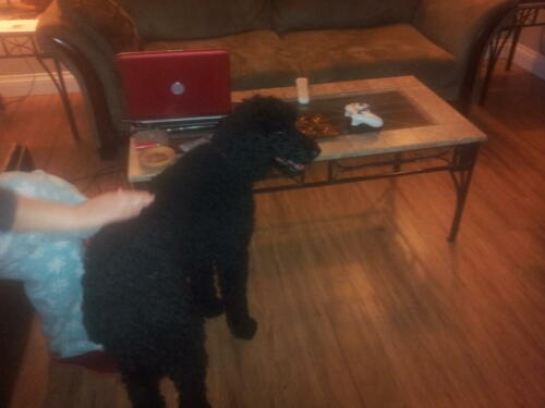 Sophie's First day with us