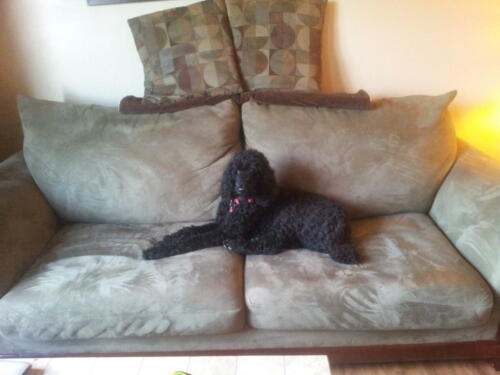 Sophie's First day with us