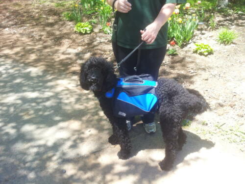 Out for a walk with her backpack