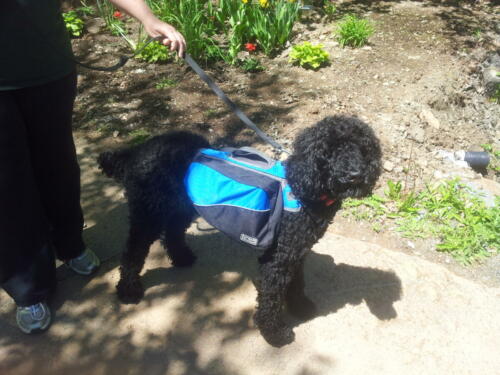 Out for a walk with her backpack