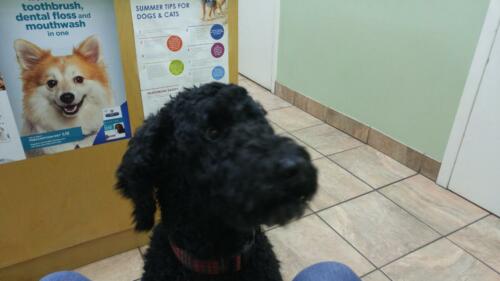 Still at the Vet.