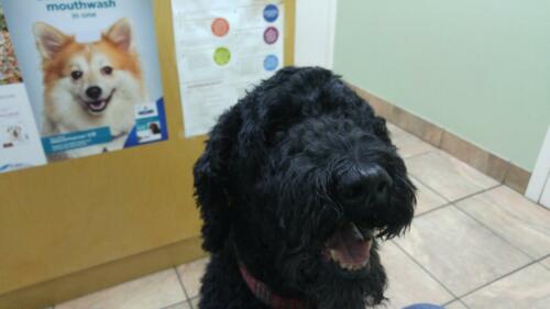 Look, i'm not happy, i'm at the vets.