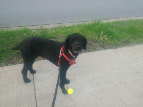 Can you please throw the ball?