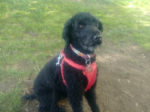 Out for a walk in the park