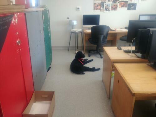 Sophie hanging out in a computer lab at Dal