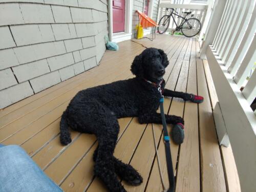 Her last day.  Such a brave girl.