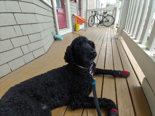 Her last day.  Such a brave girl.